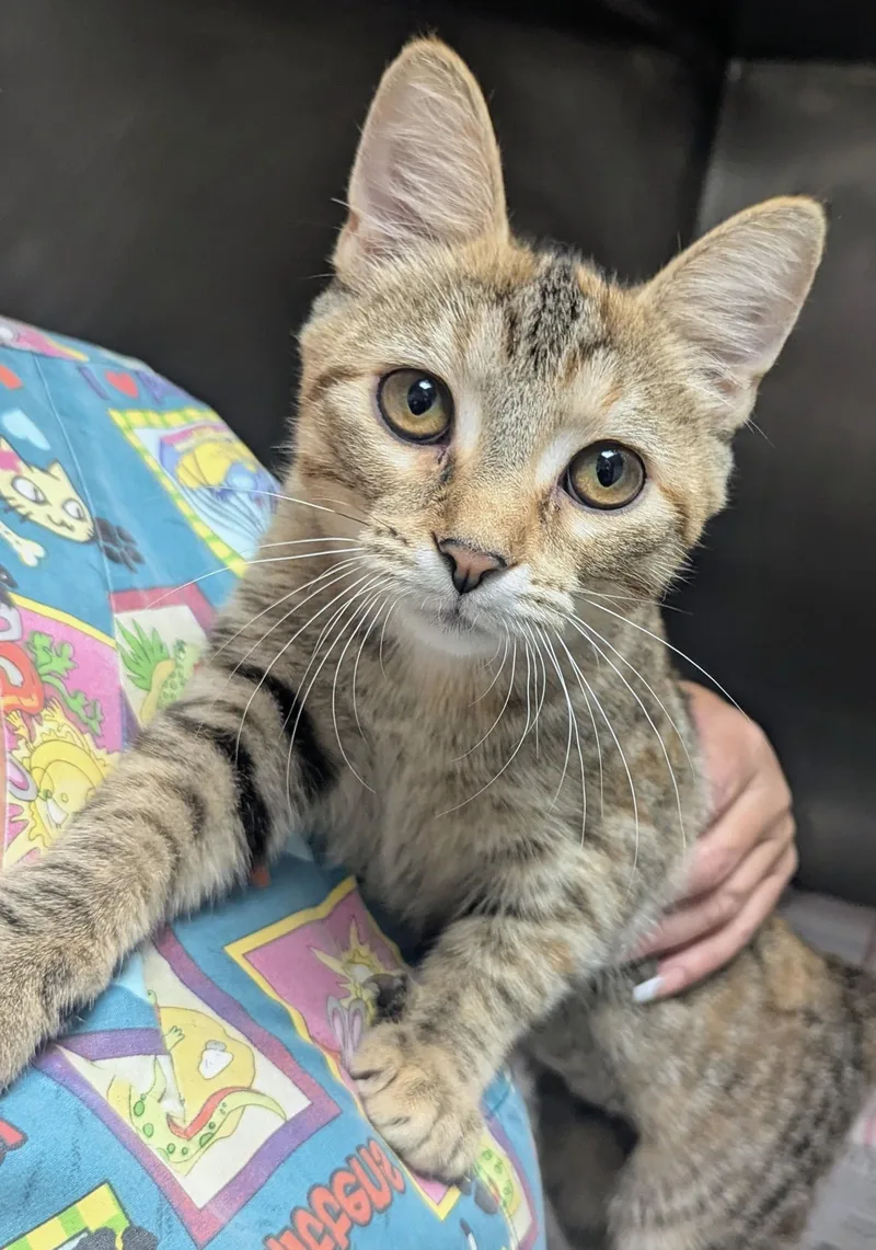 A baby large-sized female Torbie Domestic Short Hair cat named Bridget for adoption in Springfield, IL