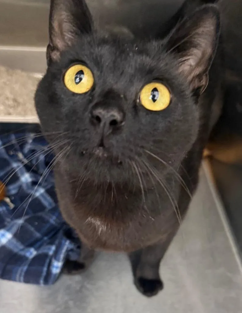 An adult small-sized male Domestic Short Hair cat named Grug for adoption in Hartsville, SC