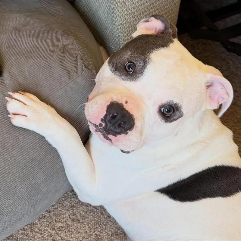 A baby medium-sized male Pit Bull Terrier dog named Rocco for adoption in Philadelphia, PA