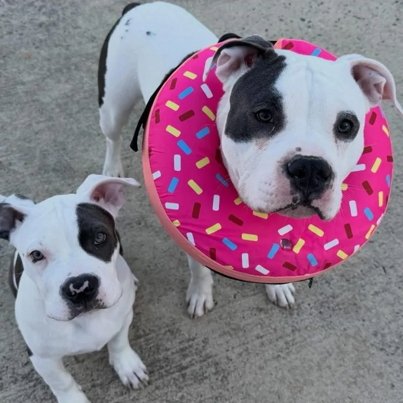 Rocco thumbnail 3