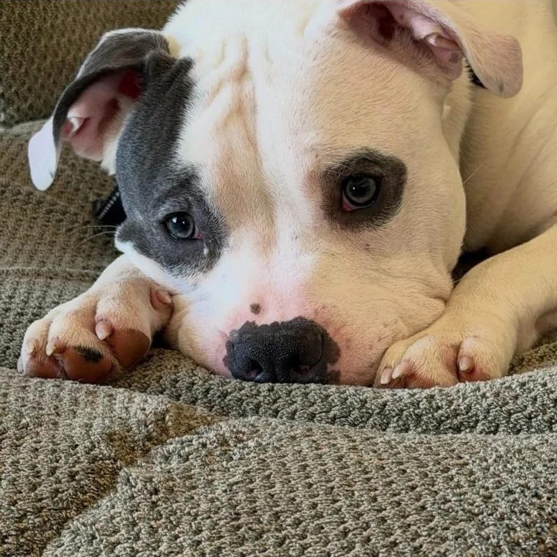 Rocco thumbnail 4
