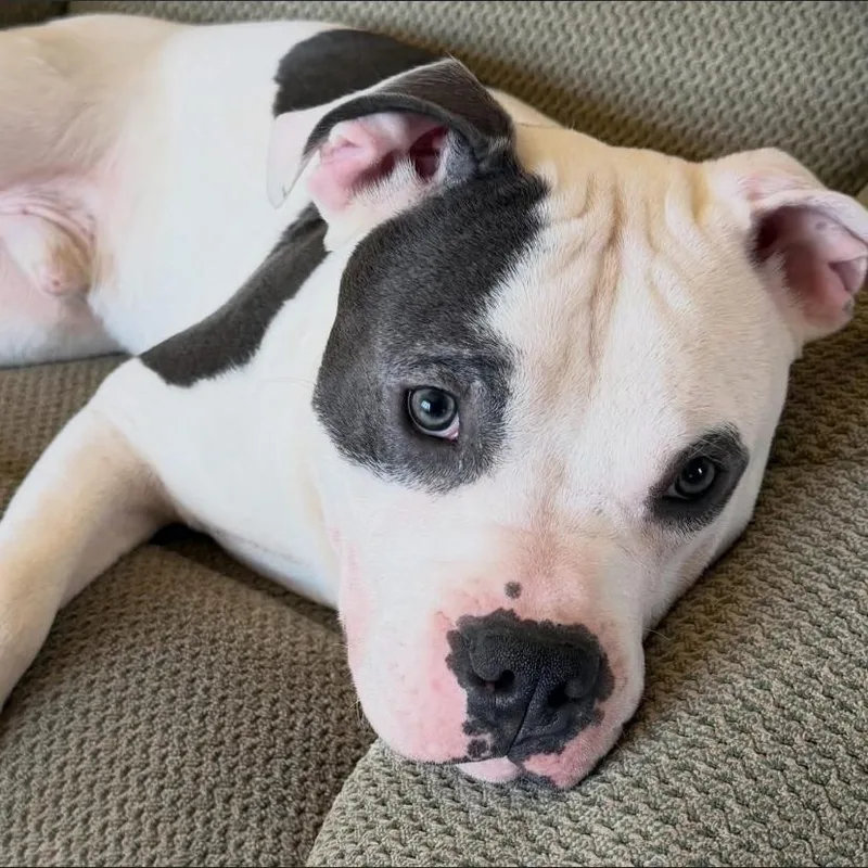 Rocco thumbnail 5