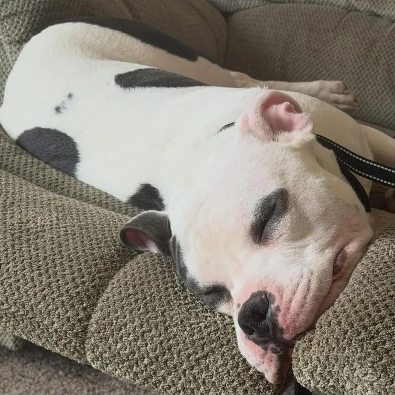 Rocco thumbnail 6