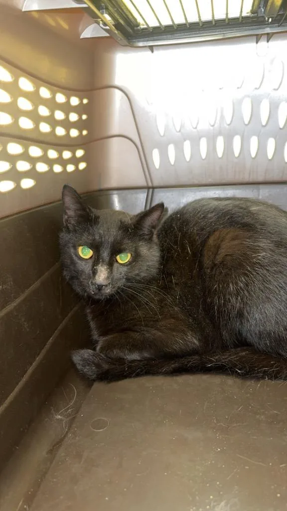 A young small-sized male Domestic Short Hair cat named Sable for adoption in Crossville, TN