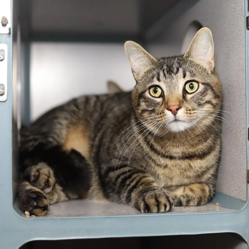 An adult extra large-sized male Brown / Chocolate Domestic Short Hair cat named Jalopy for adoption in Evansville, IN