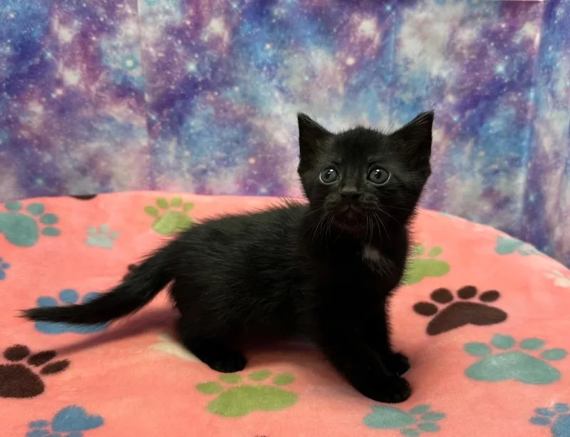A baby small-sized male Domestic Short Hair cat named Washington for adoption in Washington Court House, OH