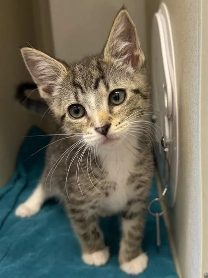 A baby small-sized male Domestic Short Hair cat named Leland for adoption in Bellevue, WA