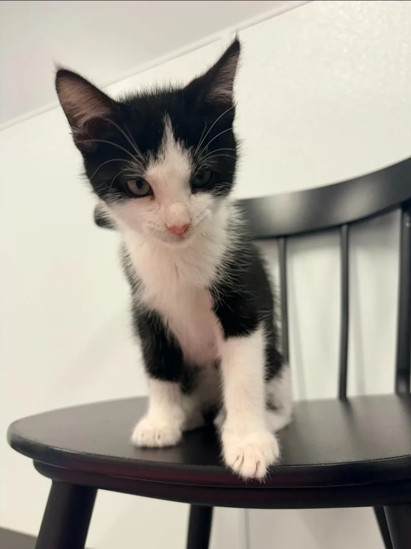 A baby small-sized male Black & White / Tuxedo Domestic Short Hair cat named Garrett for adoption in Kalamazoo, MI