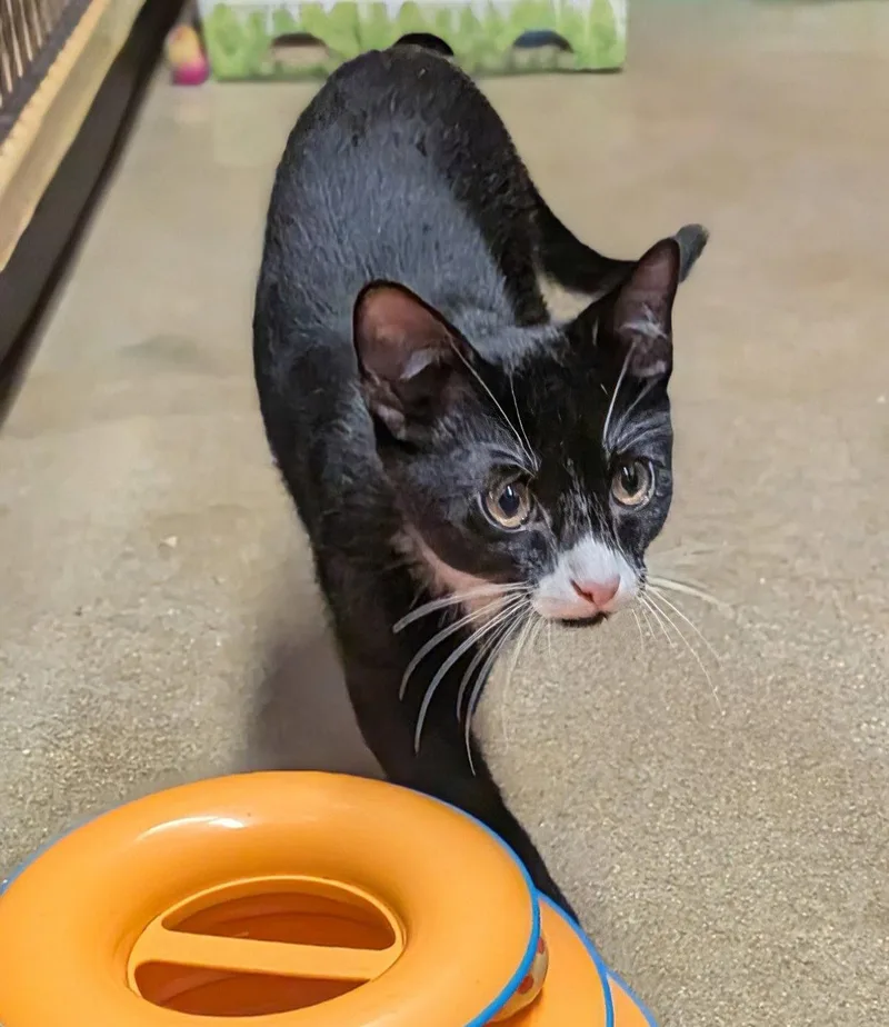 A young medium-sized male Domestic Short Hair cat named Arthur wOliverC for adoption in Greenville, DE