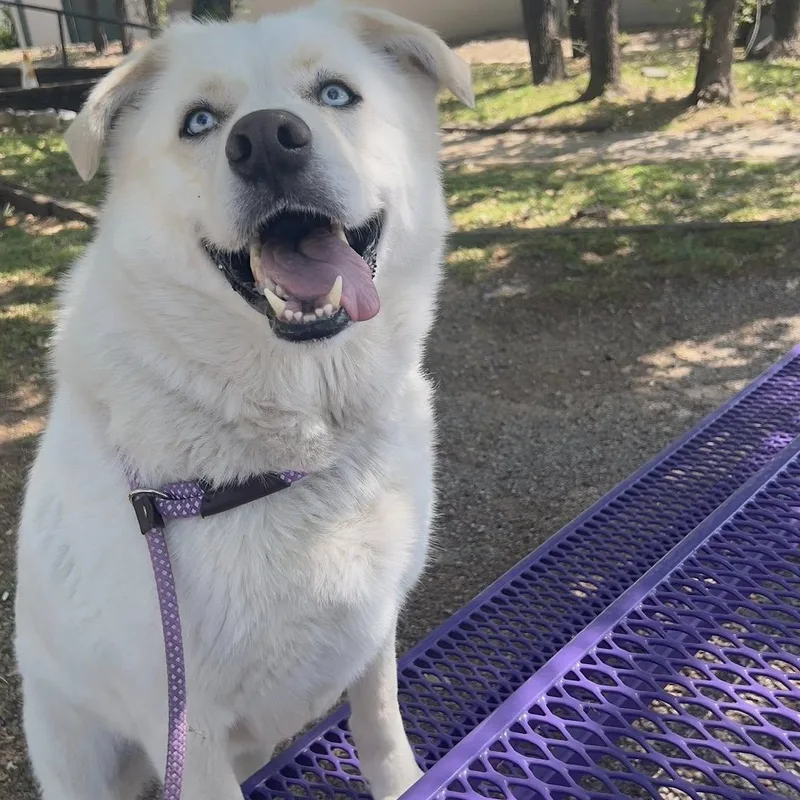 An adult large-sized male White / Cream Great Pyrenees dog named Coco for adoption in Weatherford, TX