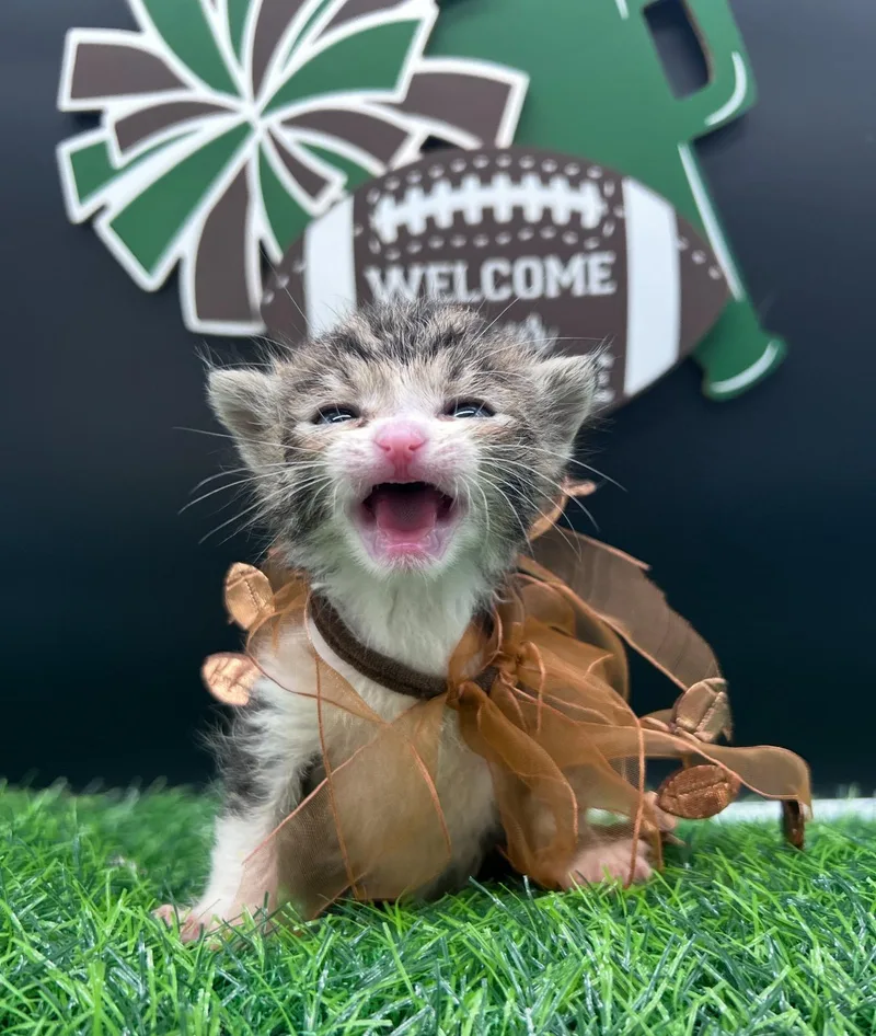 Clarence thumbnail 2