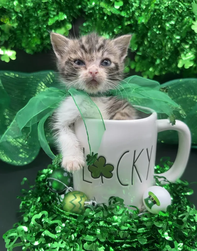 Clarence thumbnail 3