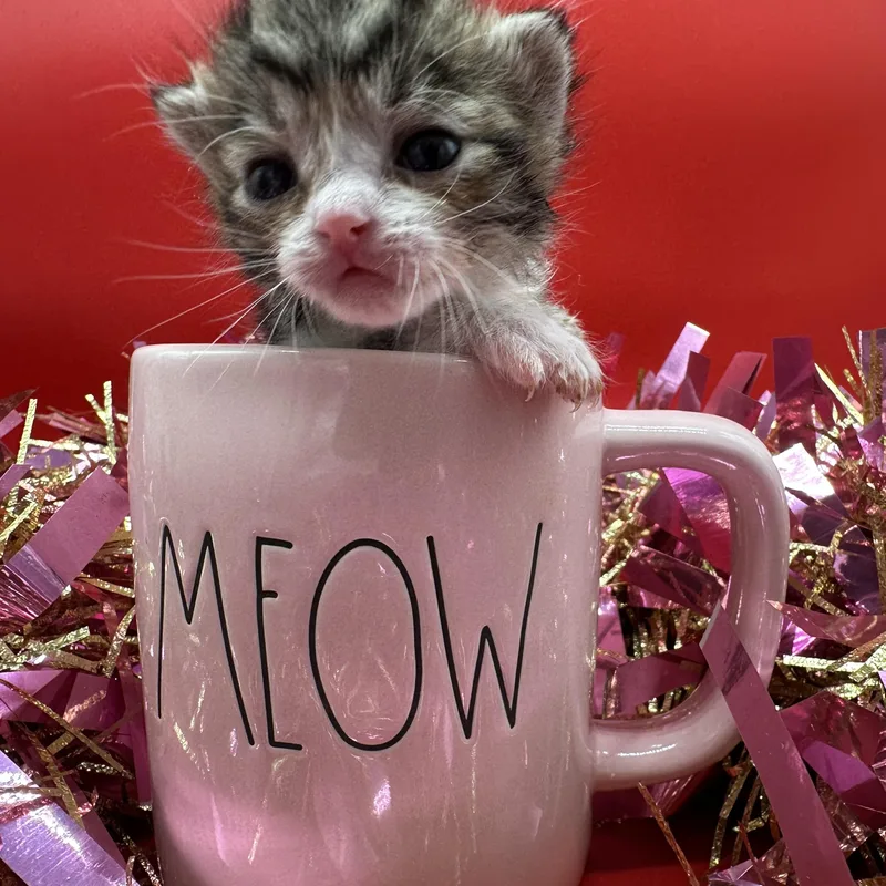 Clarence thumbnail 4