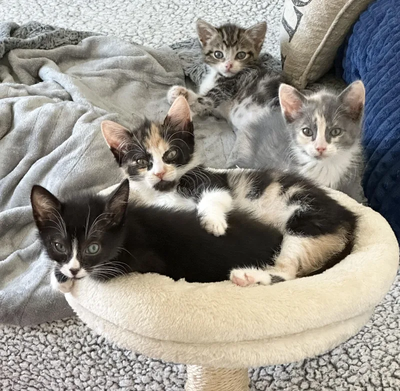 Clarence thumbnail 5