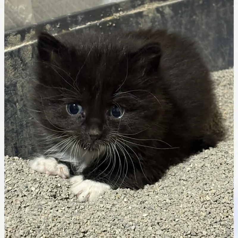 A baby small-sized female Black Domestic Long Hair cat named Atlantis for adoption in St. Peters, MO