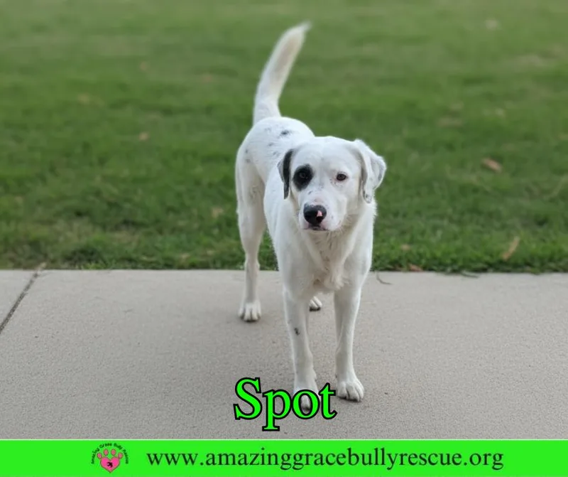 Spot