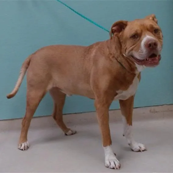 A senior small-sized male Brown / Chocolate Pit Bull Terrier dog named Tyson for adoption in Stagecoach, NV