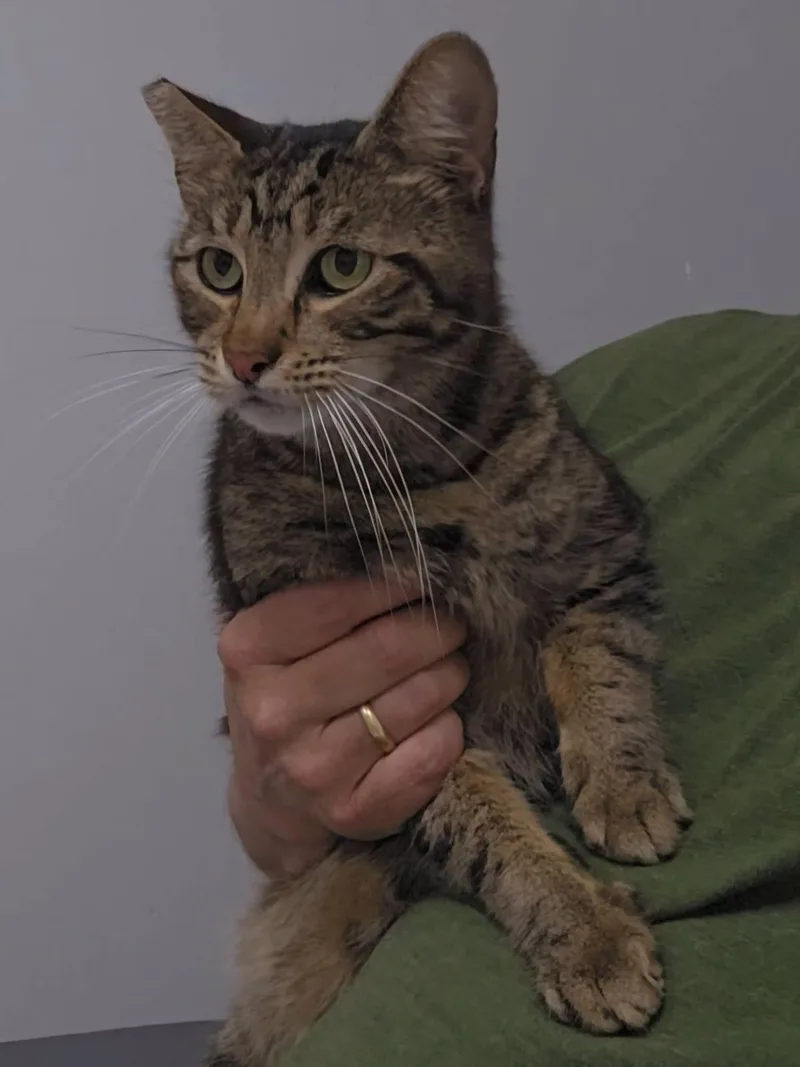 An adult medium-sized male Tabby cat named Squeak for adoption in Frankfort, IN