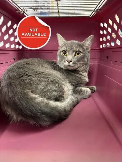 An adult medium-sized male Domestic Short Hair cat named Croqueta for adoption in Lowell, MA