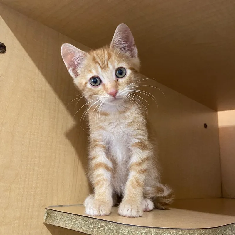 A baby small-sized male Domestic Short Hair cat named Cheddar Bob for adoption in Washington Township, OH