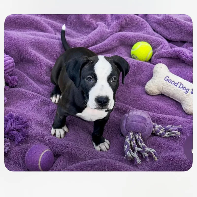 A baby medium-sized male Black Pit Bull Terrier dog named Chase Matthew for adoption in Joliet, IL