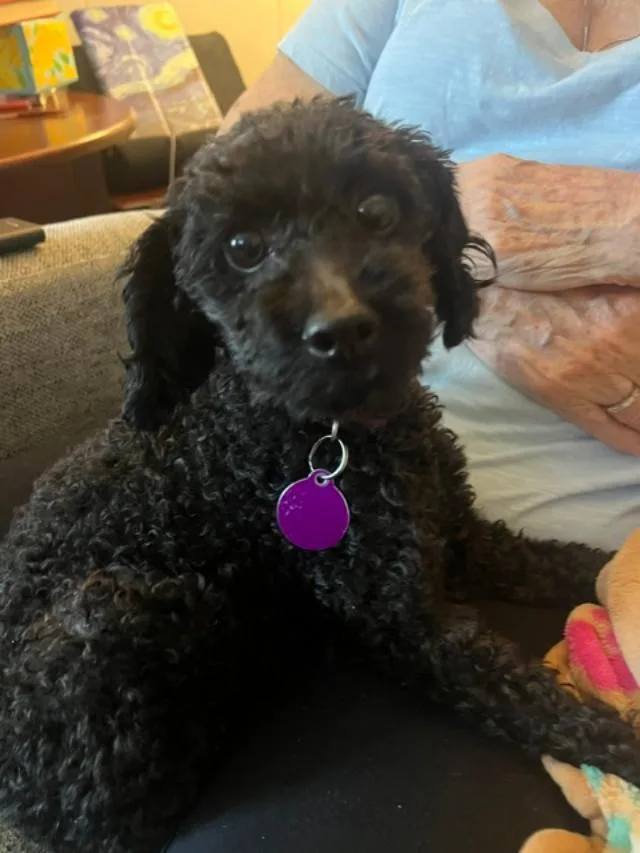 An adult small-sized male Black Poodle (Toy) dog named Cooper for adoption in Williamsburg, VA