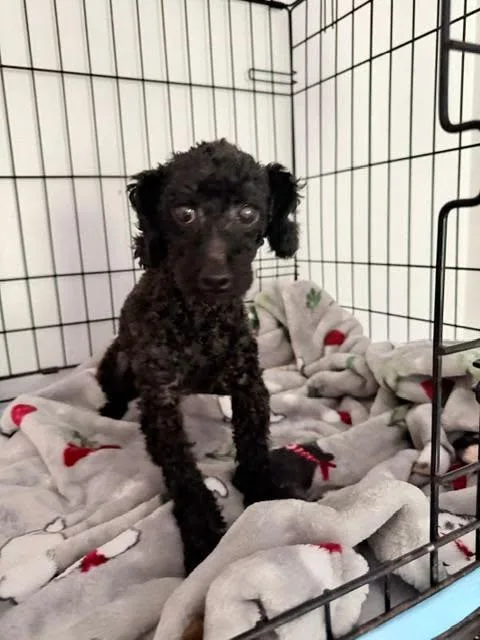 Cooper thumbnail 4