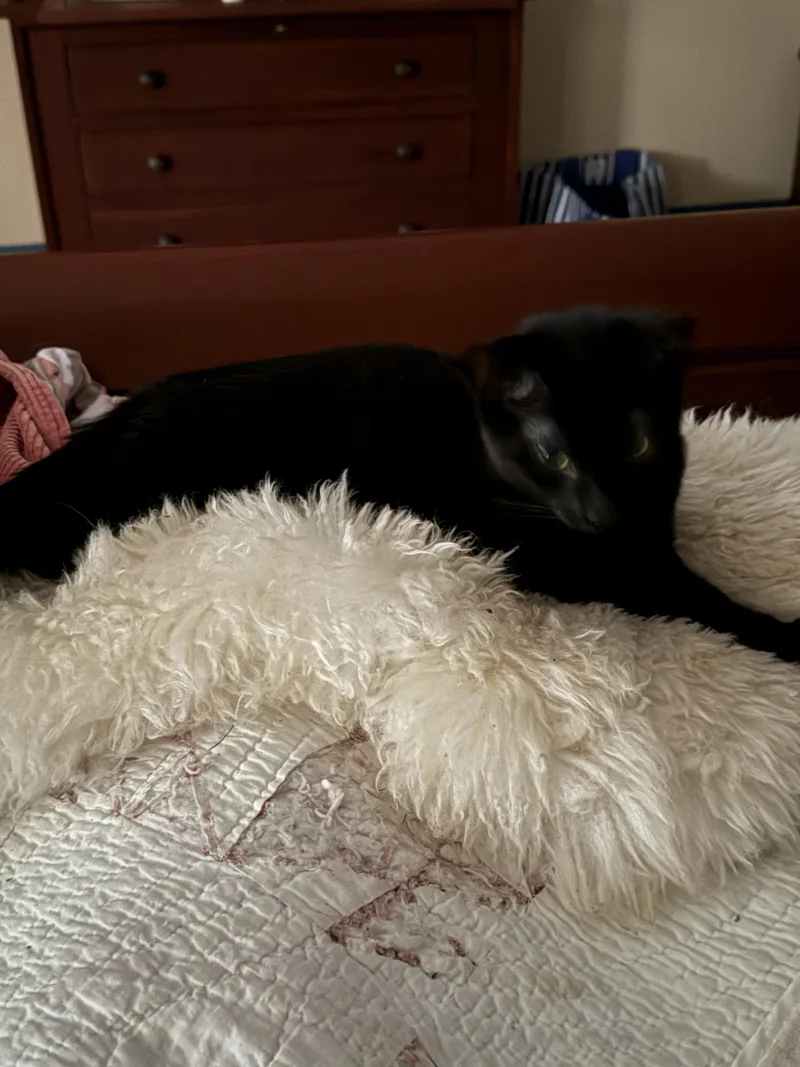 A baby small-sized female Black Domestic Short Hair cat named Maddie for adoption in Warminster, PA