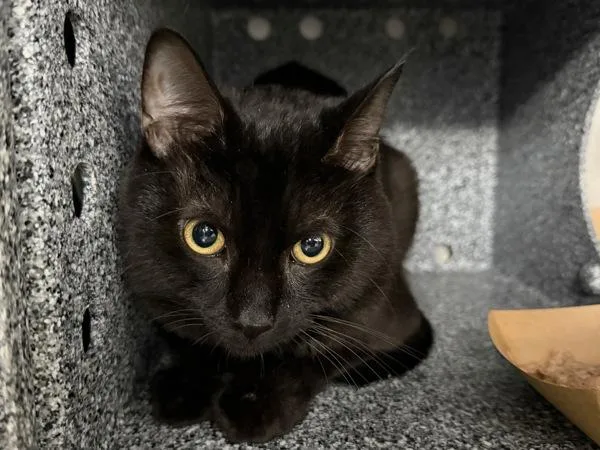 A young medium-sized male Domestic Short Hair cat named Dawn for adoption in New York, NY