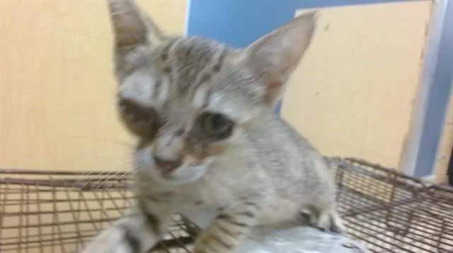 A baby small-sized female Domestic Short Hair cat named Paula for adoption in Miami, FL