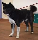 An adult large-sized male Akita dog named Nikko for adoption in Spanish Fork, UT