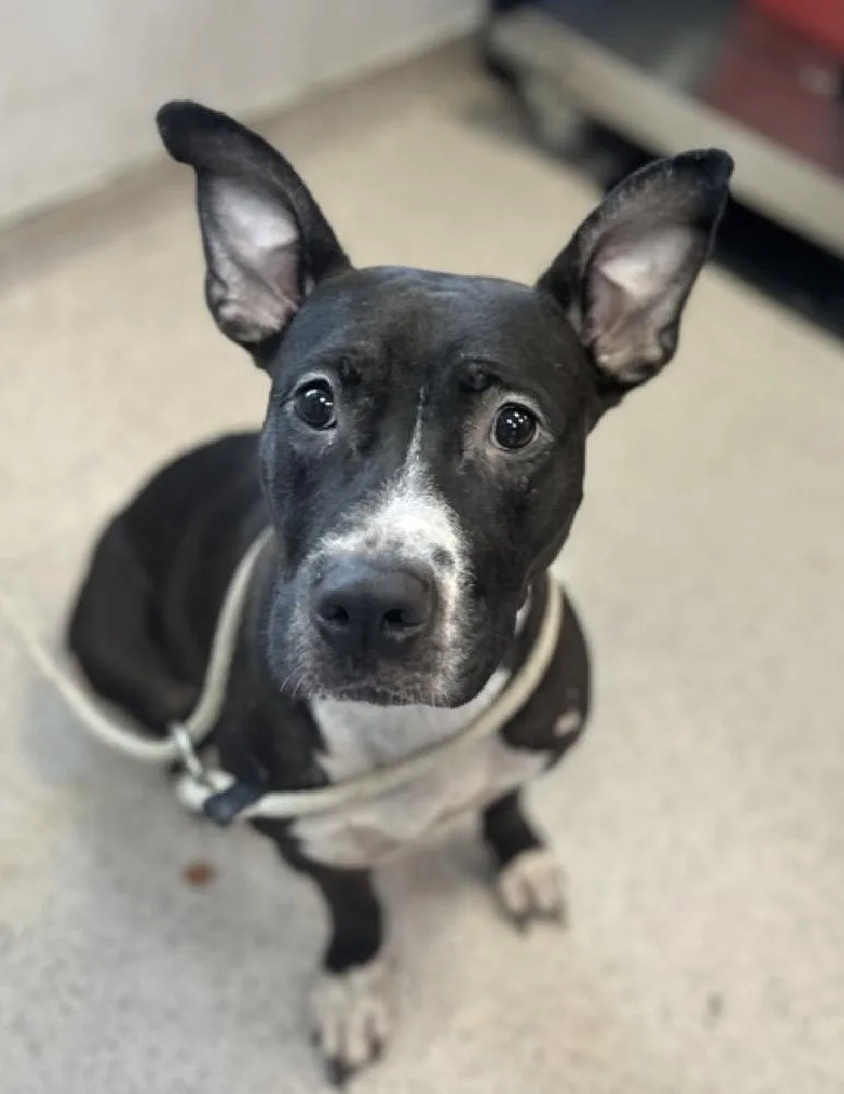 An adult medium-sized female Tricolor (Brown, Black, & White) Mixed Breed dog named Shyla for adoption in New York, NY