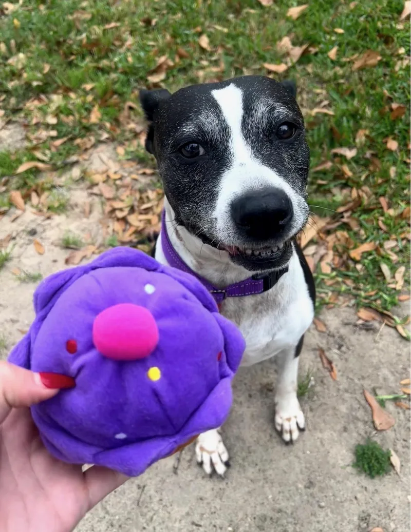 Tracy Tootsie thumbnail 4