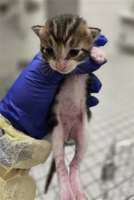 A baby medium-sized male Domestic Short Hair cat named Squeak for adoption in Dallas, TX