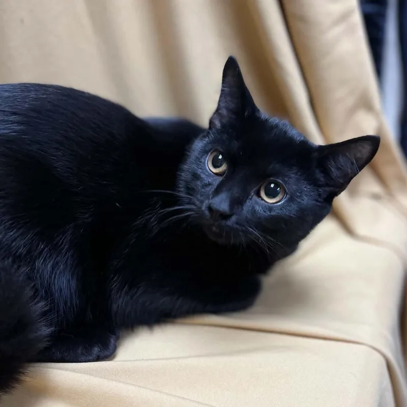 A baby medium-sized male Black & White / Tuxedo Domestic Short Hair cat named Brophy for adoption in Richmond, KY