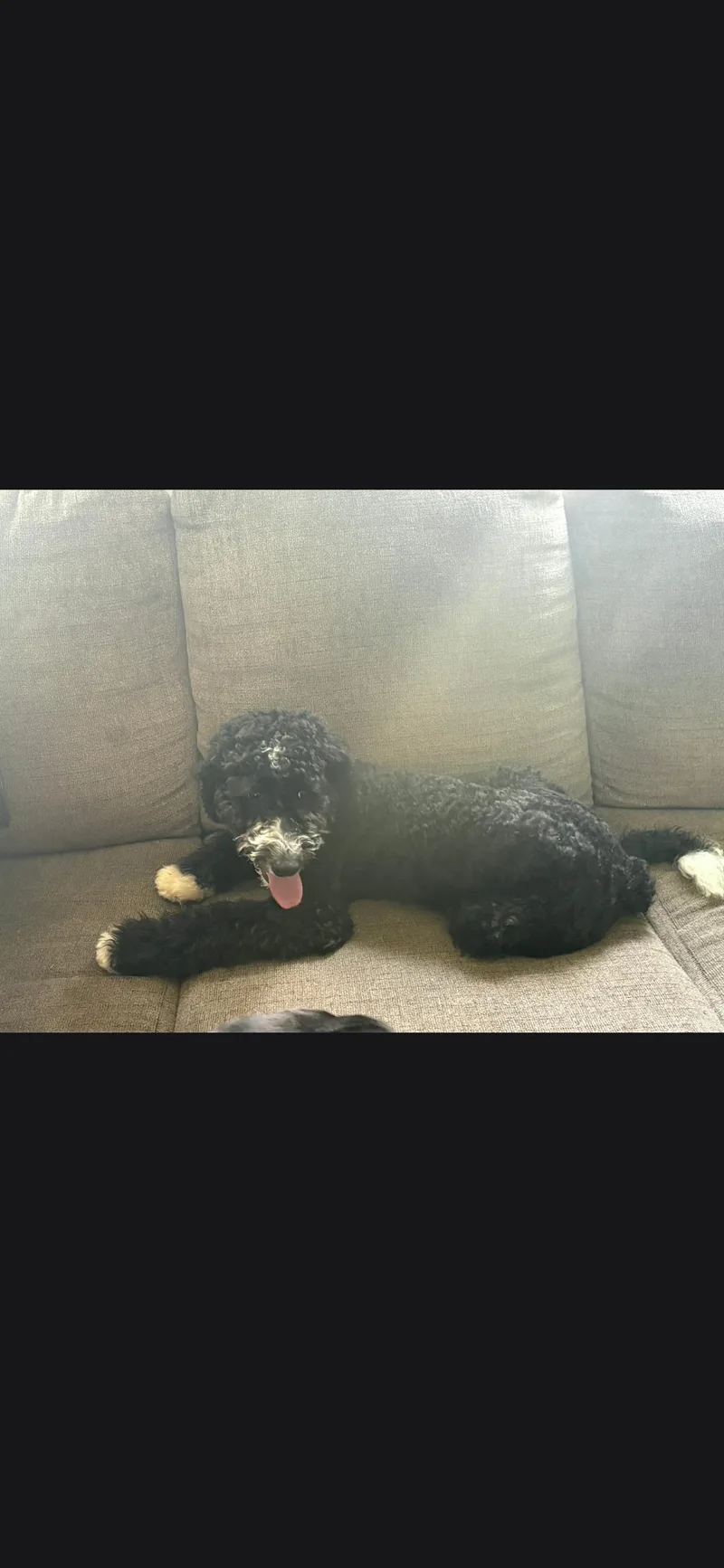A baby medium-sized female Standard Poodle dog named Bella for adoption in merrillville, IN