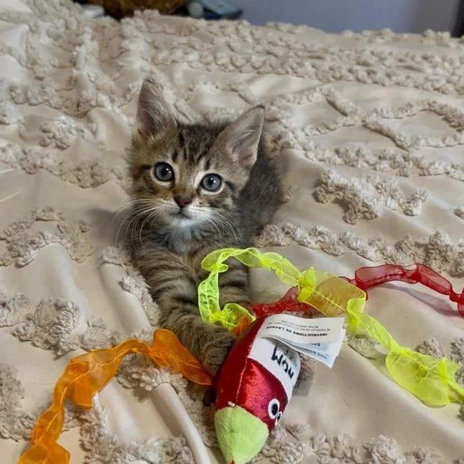 A baby medium-sized male Tabby (Buff / Tan / Fawn) Domestic Short Hair cat named Breeze Bonded with Puff for adoption in West Jefferson, OH