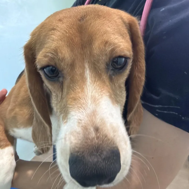 A young medium-sized male White / Cream Beagle dog named Eric T aka VTF for adoption in LOXAHATCHEE, FL