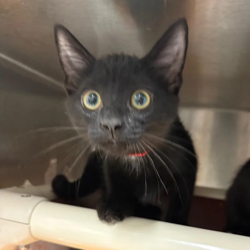 A baby small-sized female Black Domestic Short Hair cat named Yokohama for adoption in Oak Park, IL