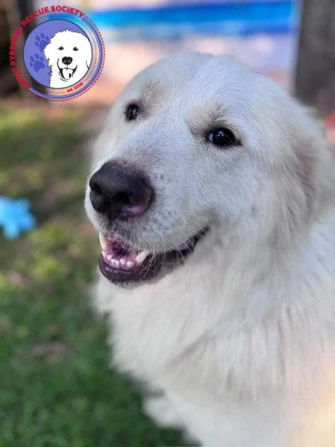 Finn thumbnail 3