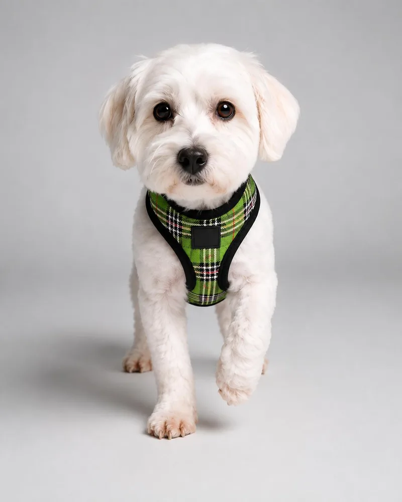A young small-sized female Apricot / Beige Yorkshire Terrier dog named Cookie for adoption in Miami, FL