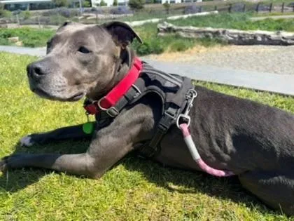 An adult large-sized female Pit Bull Terrier dog named Lola for adoption in Seattle, WA