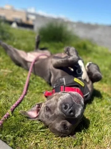 Lola thumbnail 2