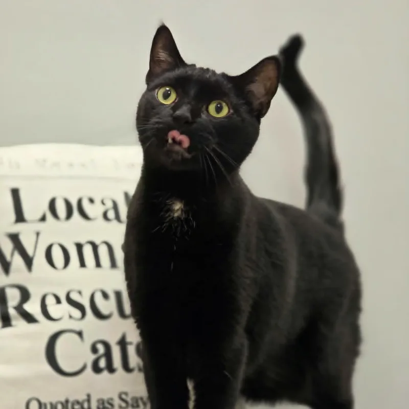 Bartholomeow thumbnail 2