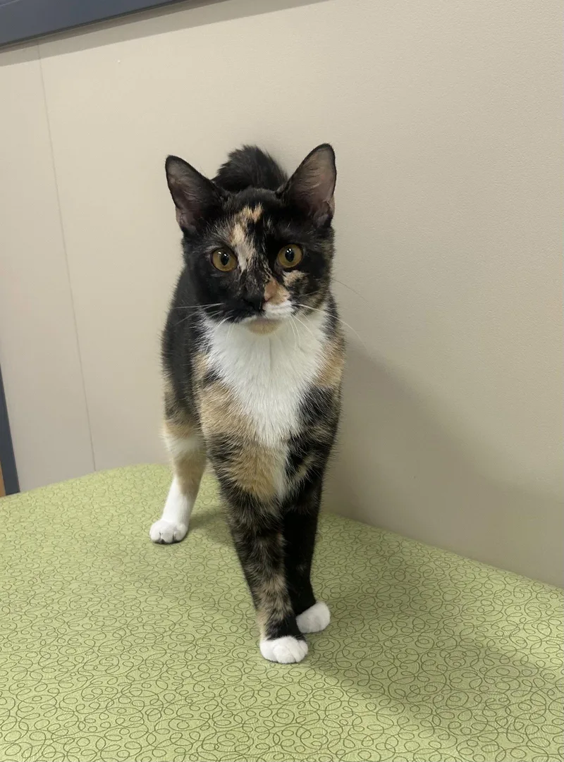 An adult medium-sized female Domestic Short Hair cat named Ella for adoption in Arlington, VT