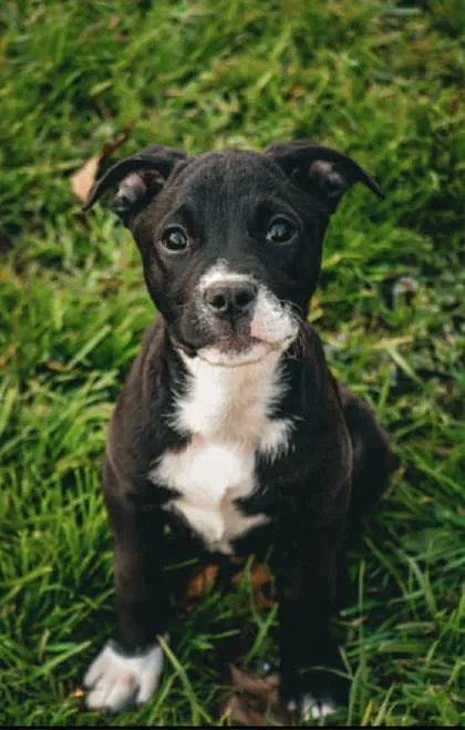 A baby large-sized female Mixed Breed dog named Mocha for adoption in Munster, IN