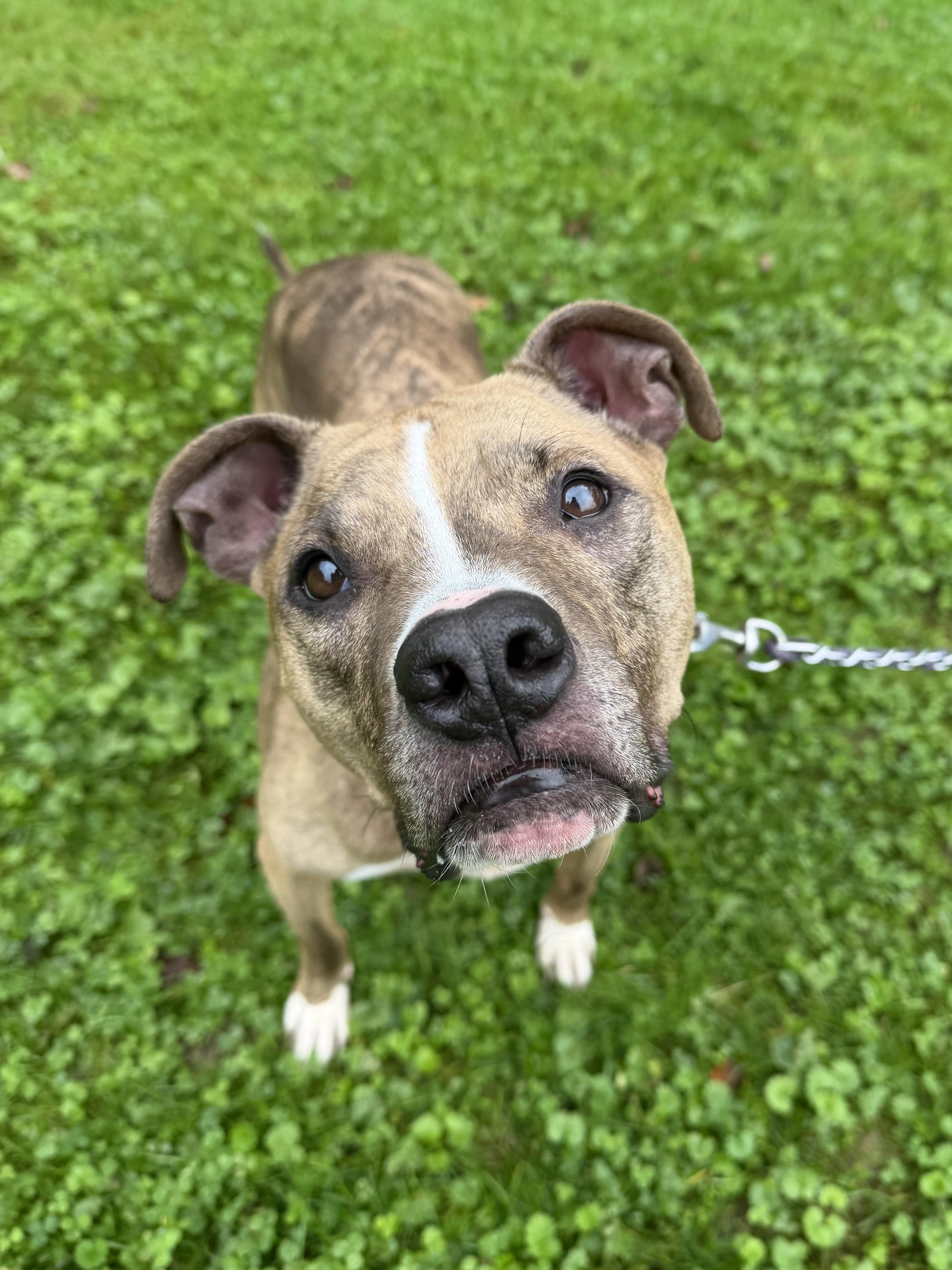 An adult large-sized male Pit Bull Terrier dog named Rocky for adoption in Reisterstown, MD