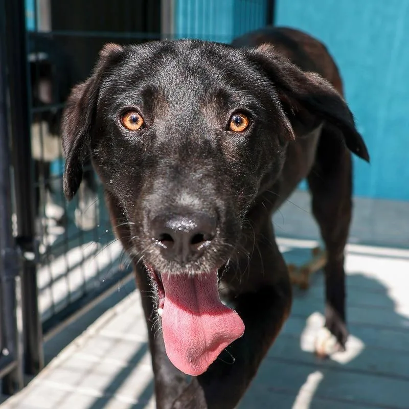 A baby medium-sized male Black Retriever dog named Charles for adoption in Bradenton, FL