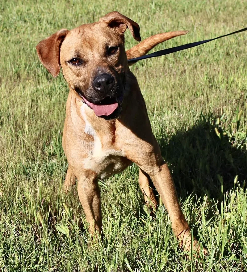 An adult medium-sized male Pit Bull Terrier dog named Scrappy for adoption in Beechbottom, WV