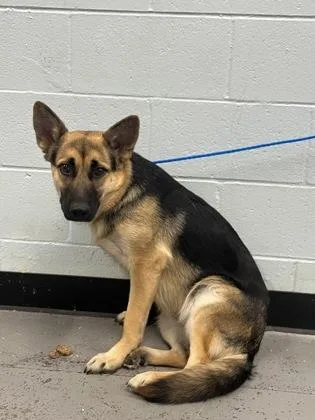 A young large-sized female German Shepherd Dog dog named Shenzi for adoption in Sacramento, CA